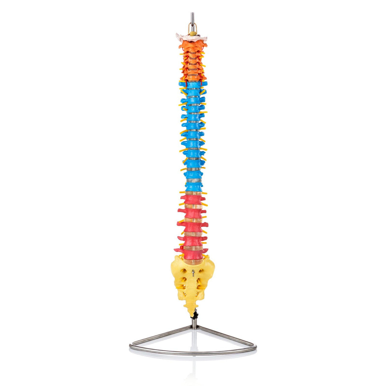 Budget Flexible Didactic Spine Model