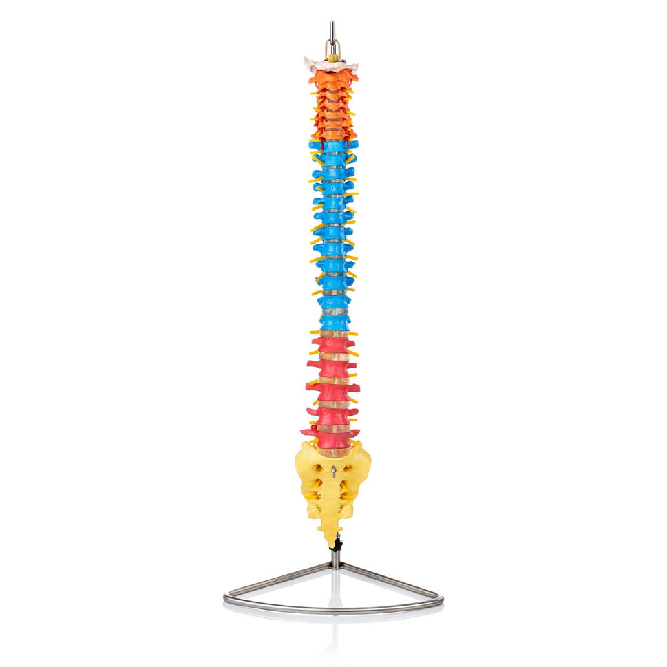 Budget Flexible Didactic Spine Model