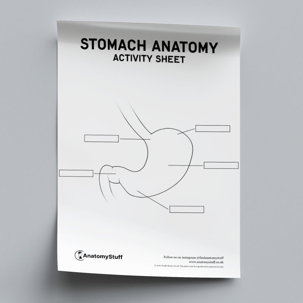 Stomach Anatomy Activity Sheet PDF | AnatomyStuff