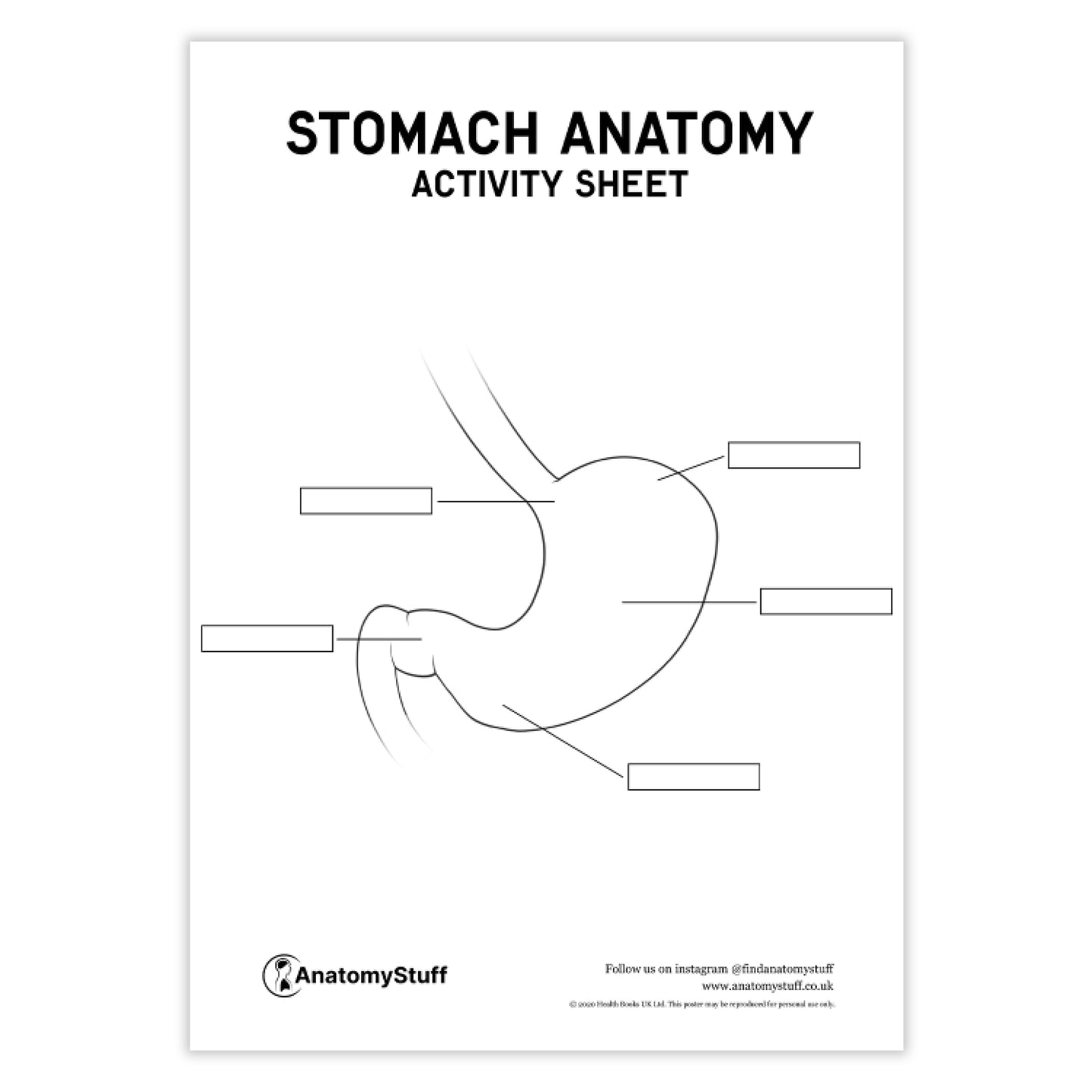Stomach Anatomy Activity Sheet PDF