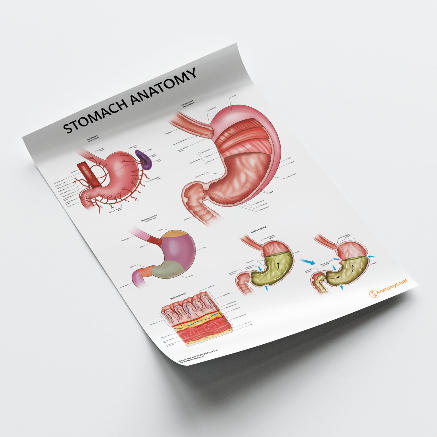 Stomach Graph Stomach Anatomy Poster | Digestive System Chart – AnatomyStuff