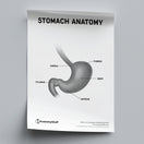 Switch Stomach Anatomy Poster PDF 2 image