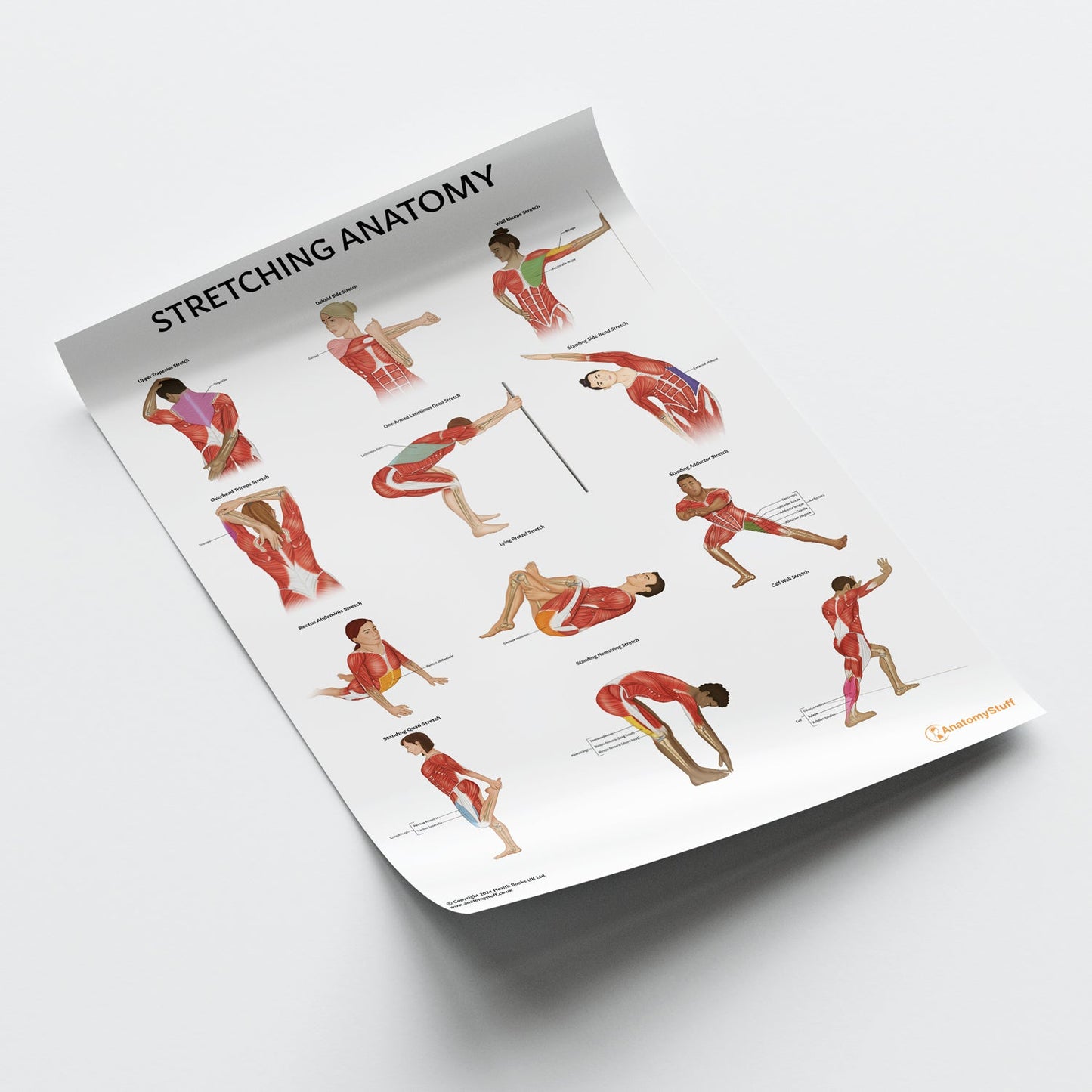 Stretching Anatomy Chart / Poster - Part of Collection