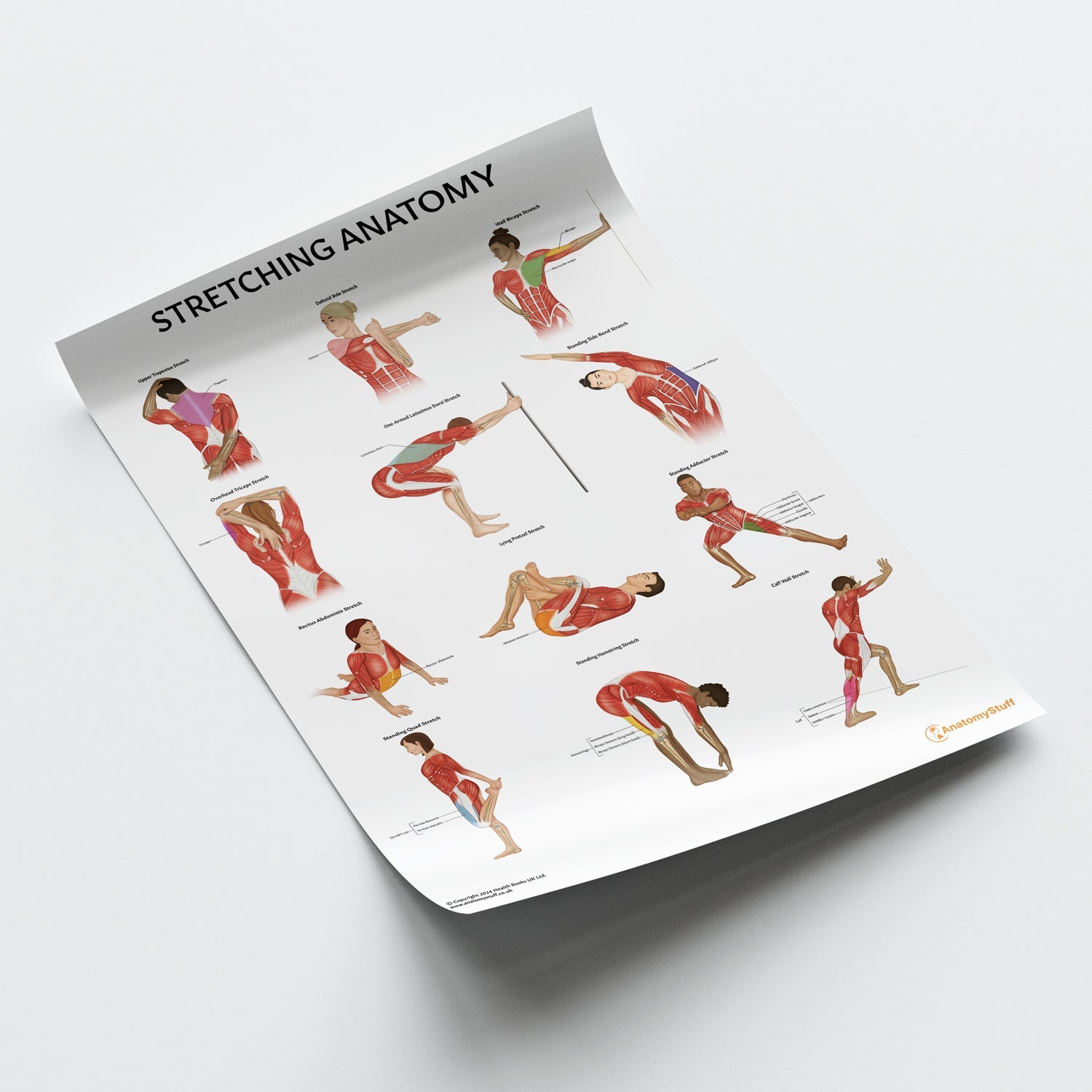 Stretching Anatomy Chart / Poster - Part of Collection