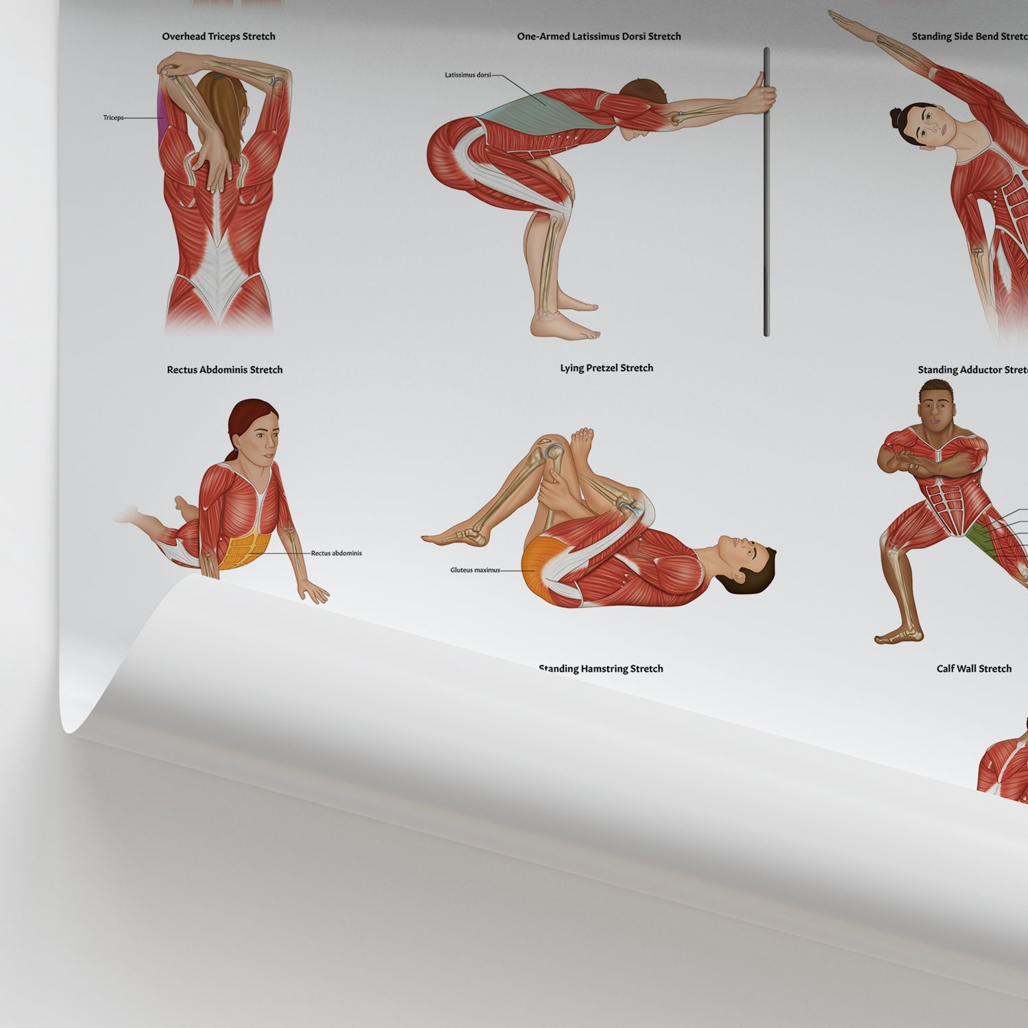Stretching Anatomy Chart / Poster - Part of Collection