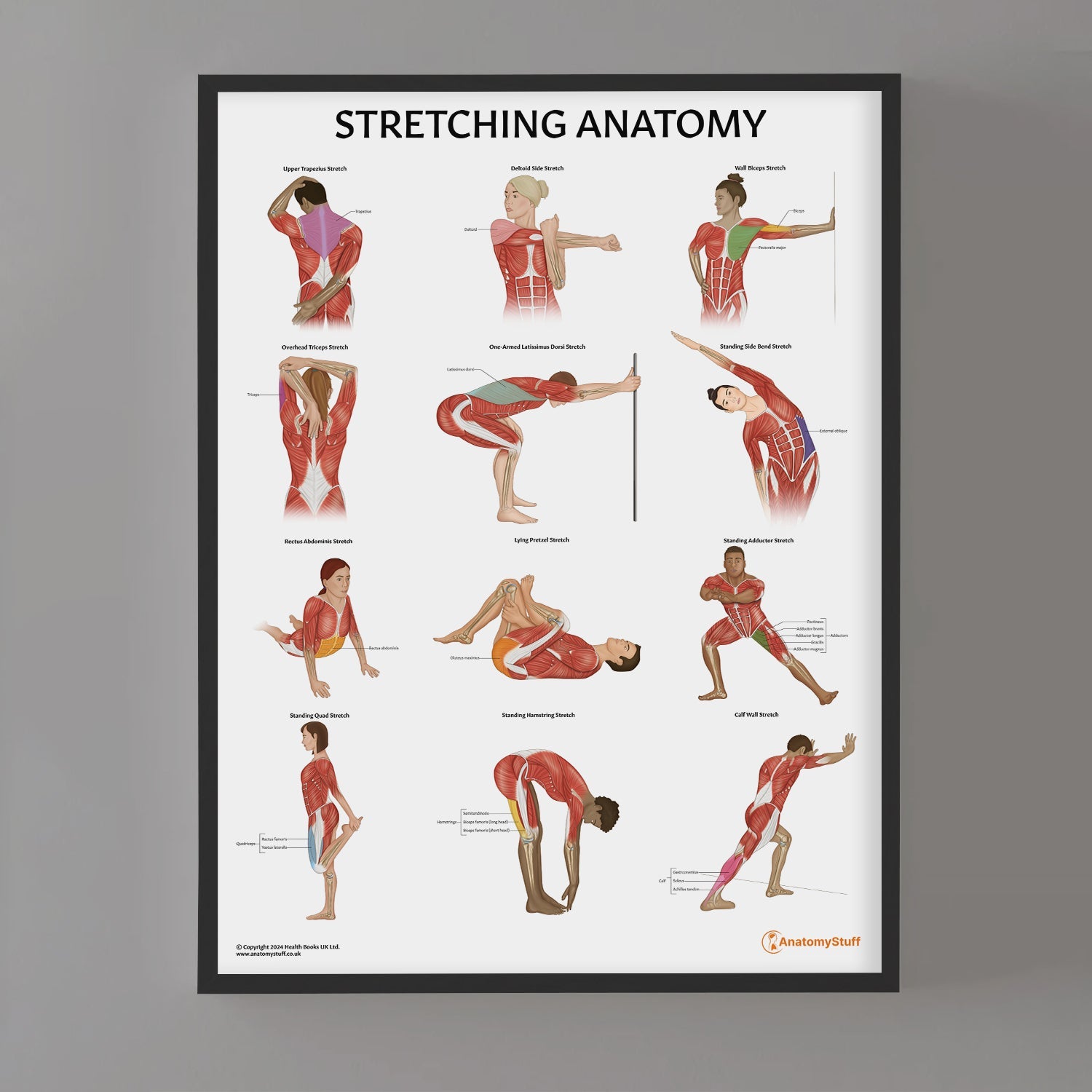 Stretching Anatomy Chart / Poster - Part of Collection