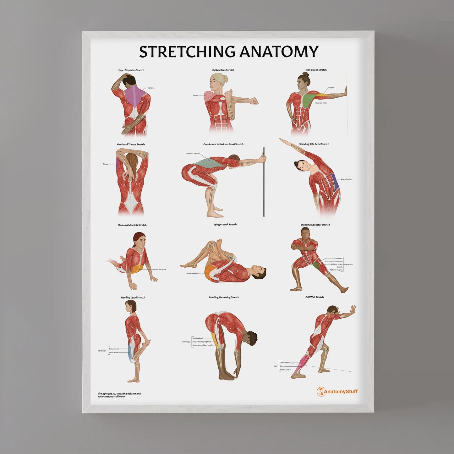 Stretching Anatomy Chart / Poster - Part of Collection