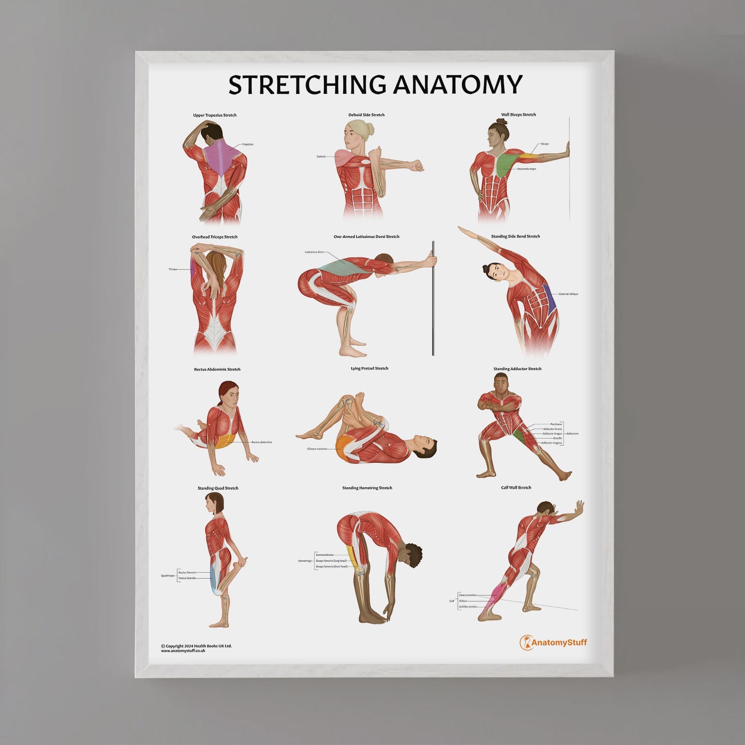 Stretching Anatomy Chart / Poster - Part of Collection
