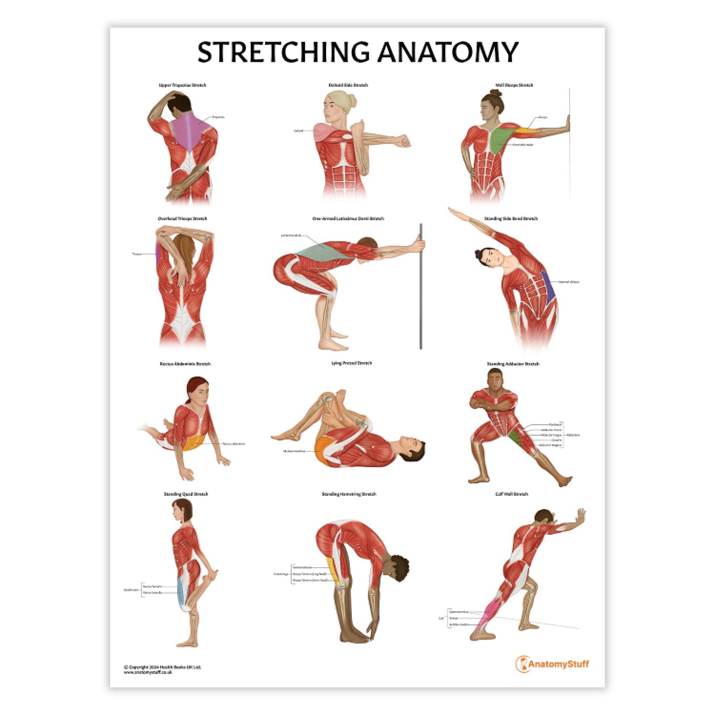 Stretching Anatomy Chart / Poster - Part of Collection