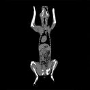 Switch Canine coronal CT image 2 image