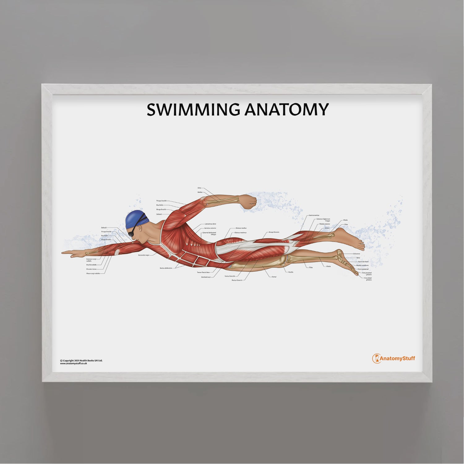 Swimming Anatomy Poster | Swimmer Anatomical Chart – AnatomyStuff