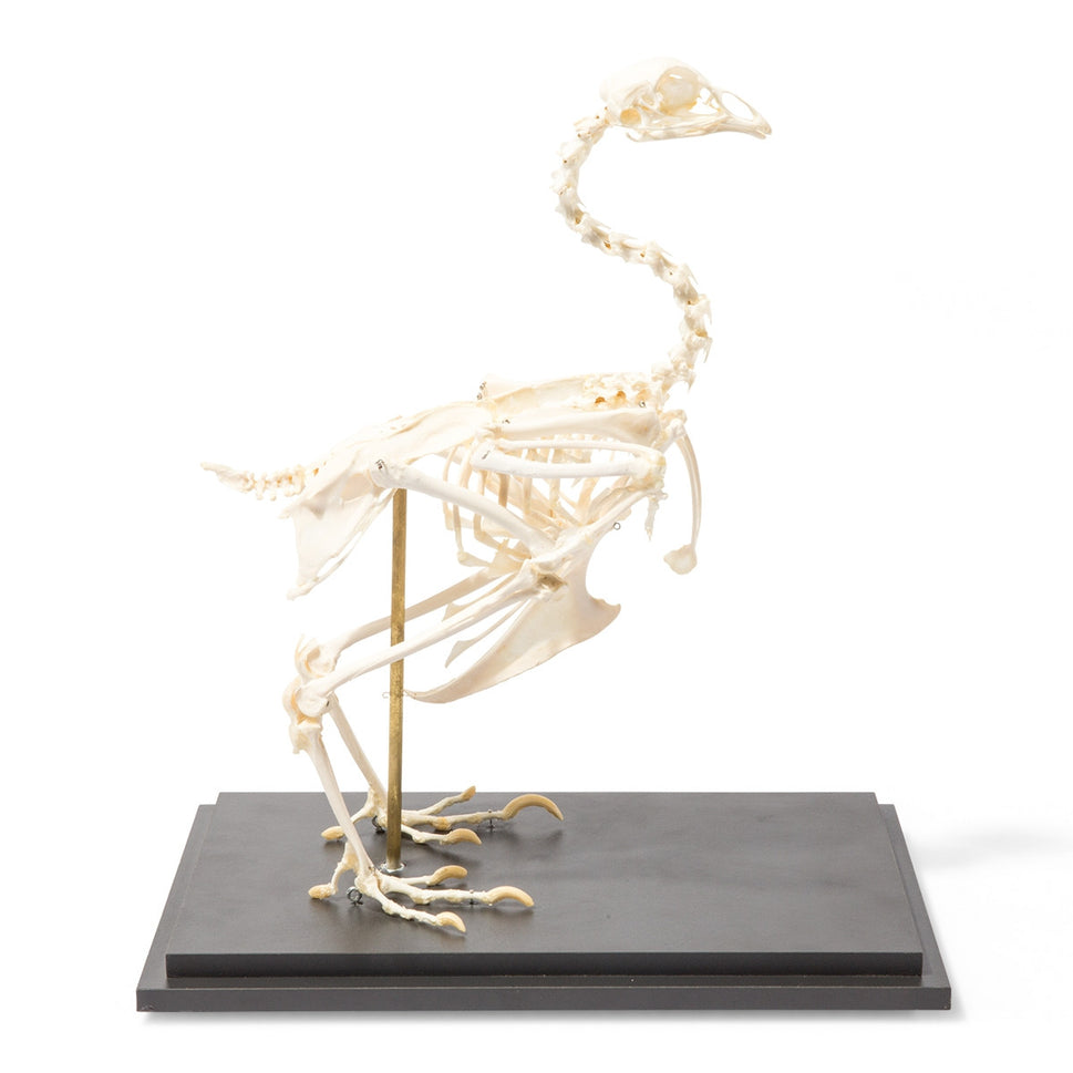 Chicken Skeleton (Gallus Gallus Domesticus)