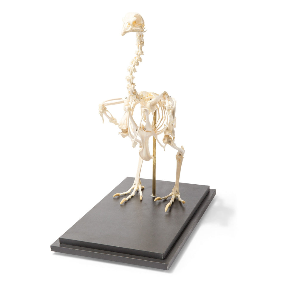 Chicken Skeleton (Gallus Gallus Domesticus)
