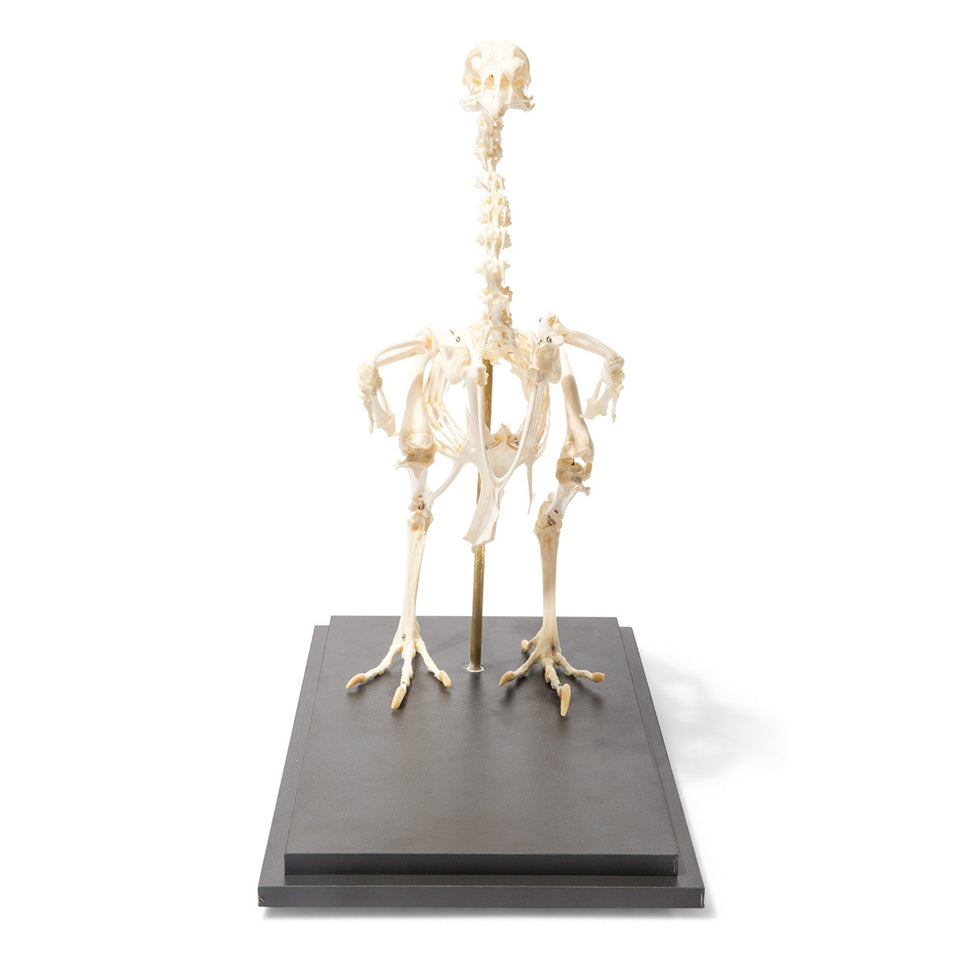 Chicken Skeleton (Gallus Gallus Domesticus)