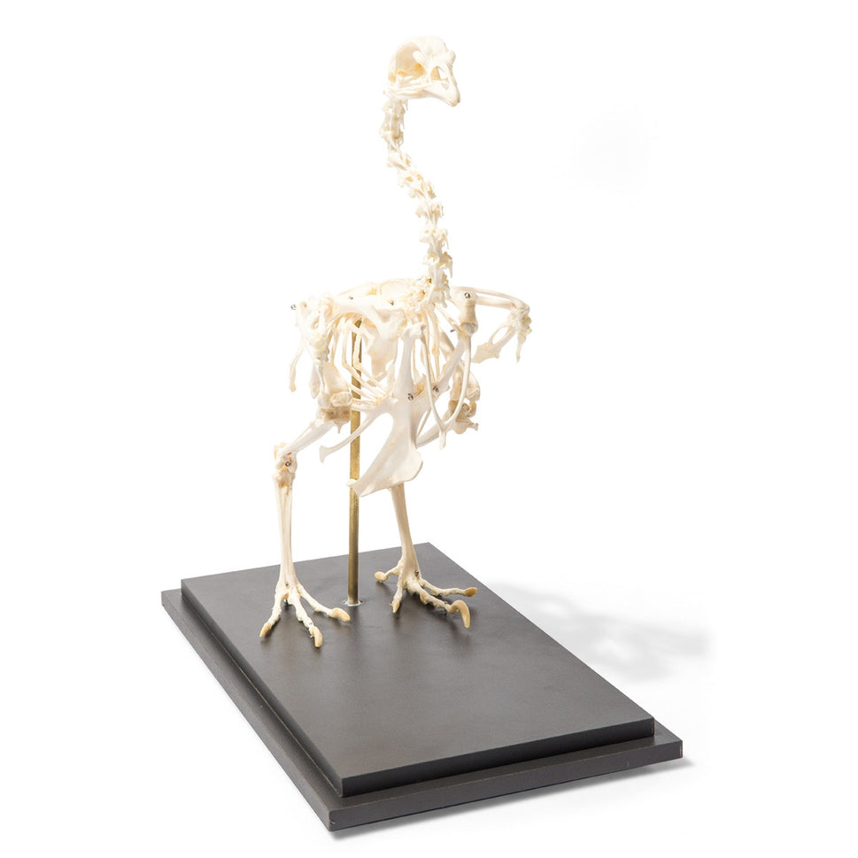 Chicken Skeleton (Gallus Gallus Domesticus)