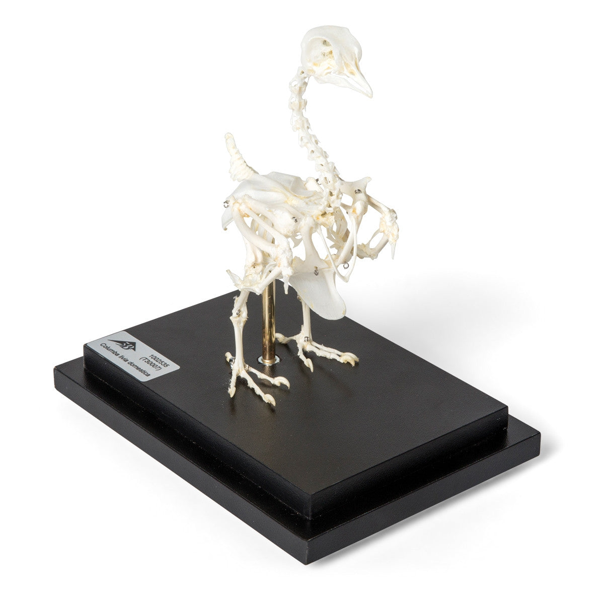Pigeon Skeleton (Columba Livia Domestica)