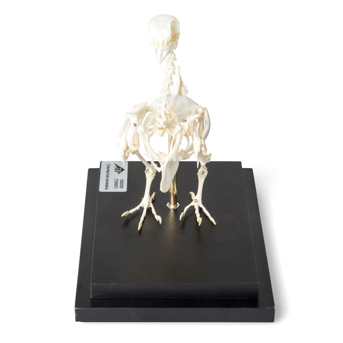 Pigeon Skeleton (Columba Livia Domestica)