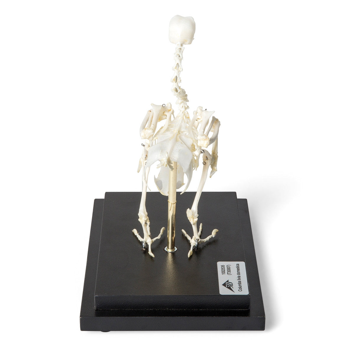 Pigeon Skeleton (Columba Livia Domestica)