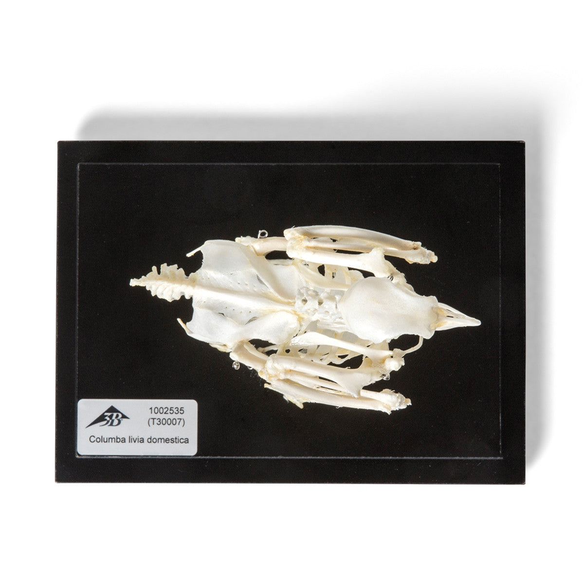Pigeon Skeleton (Columba Livia Domestica)
