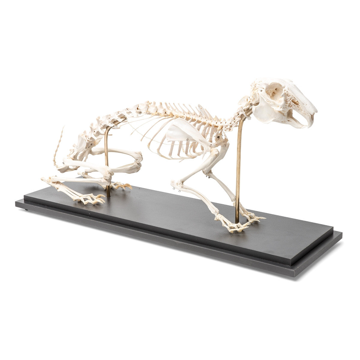 Rabbit Skeleton Specimen T30008 1020985 | Real Rabbit Bones Model ...