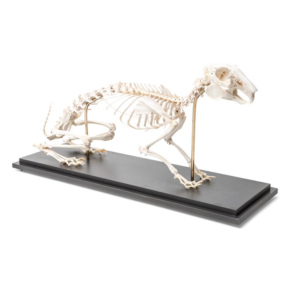 Rabbit Skeleton (Oryctolagus cuniculus var. domestica)