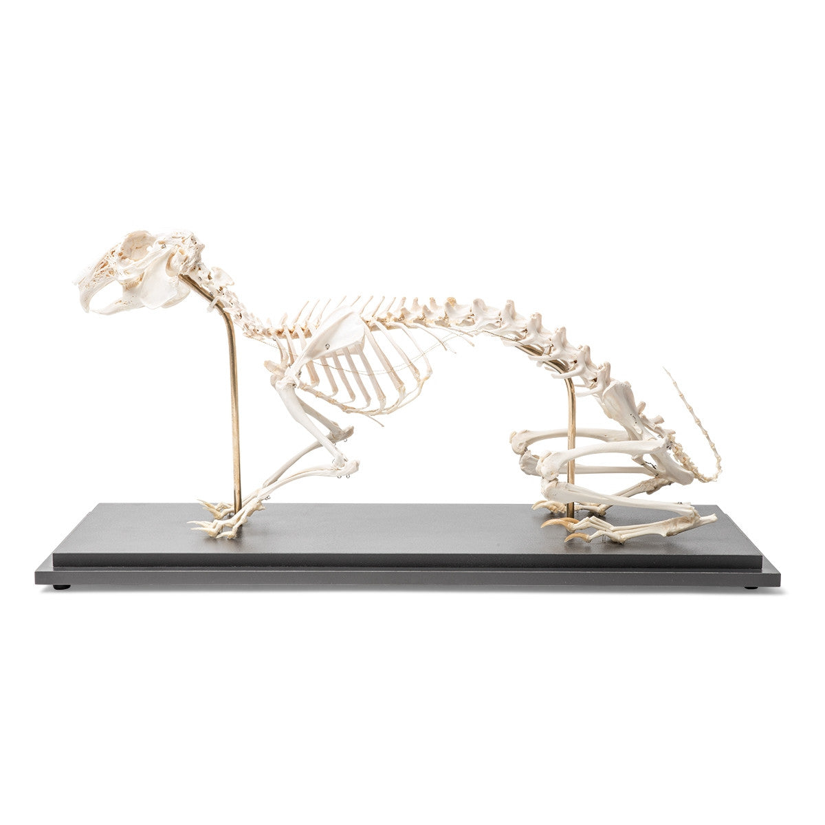 Rabbit Skeleton (Oryctolagus cuniculus var. domestica)