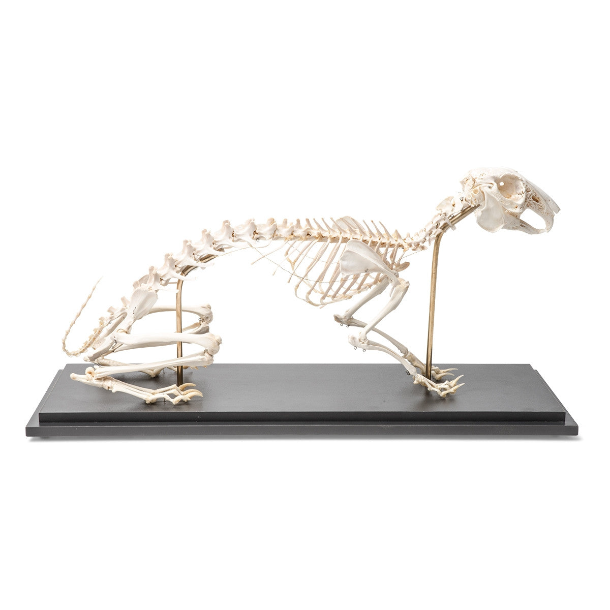 Rabbit Skeleton (Oryctolagus cuniculus var. domestica)
