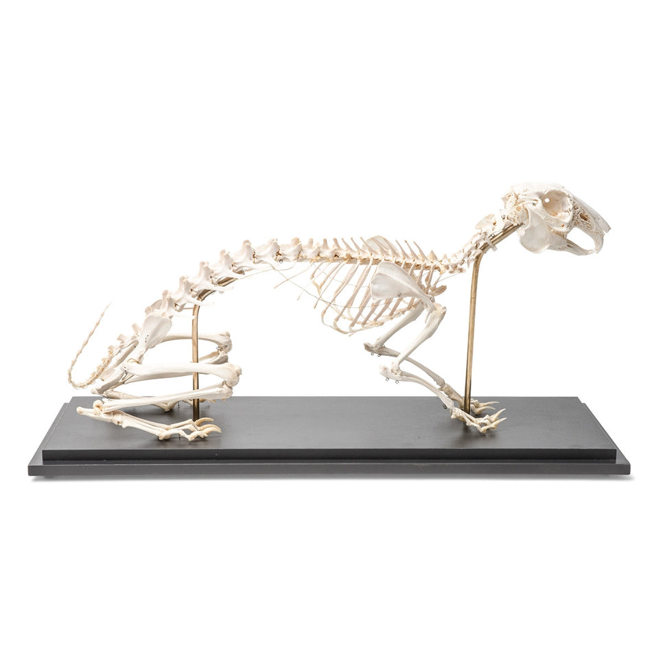 Rabbit Skeleton (Oryctolagus cuniculus var. domestica)