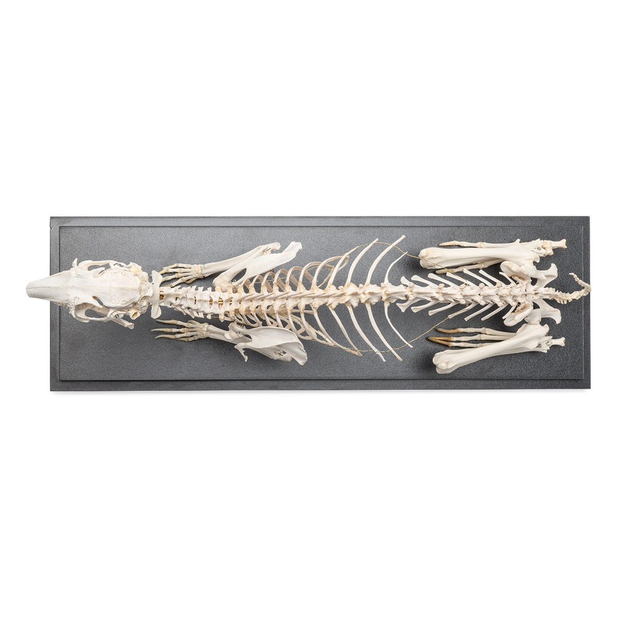 Rabbit Skeleton (Oryctolagus cuniculus var. domestica)