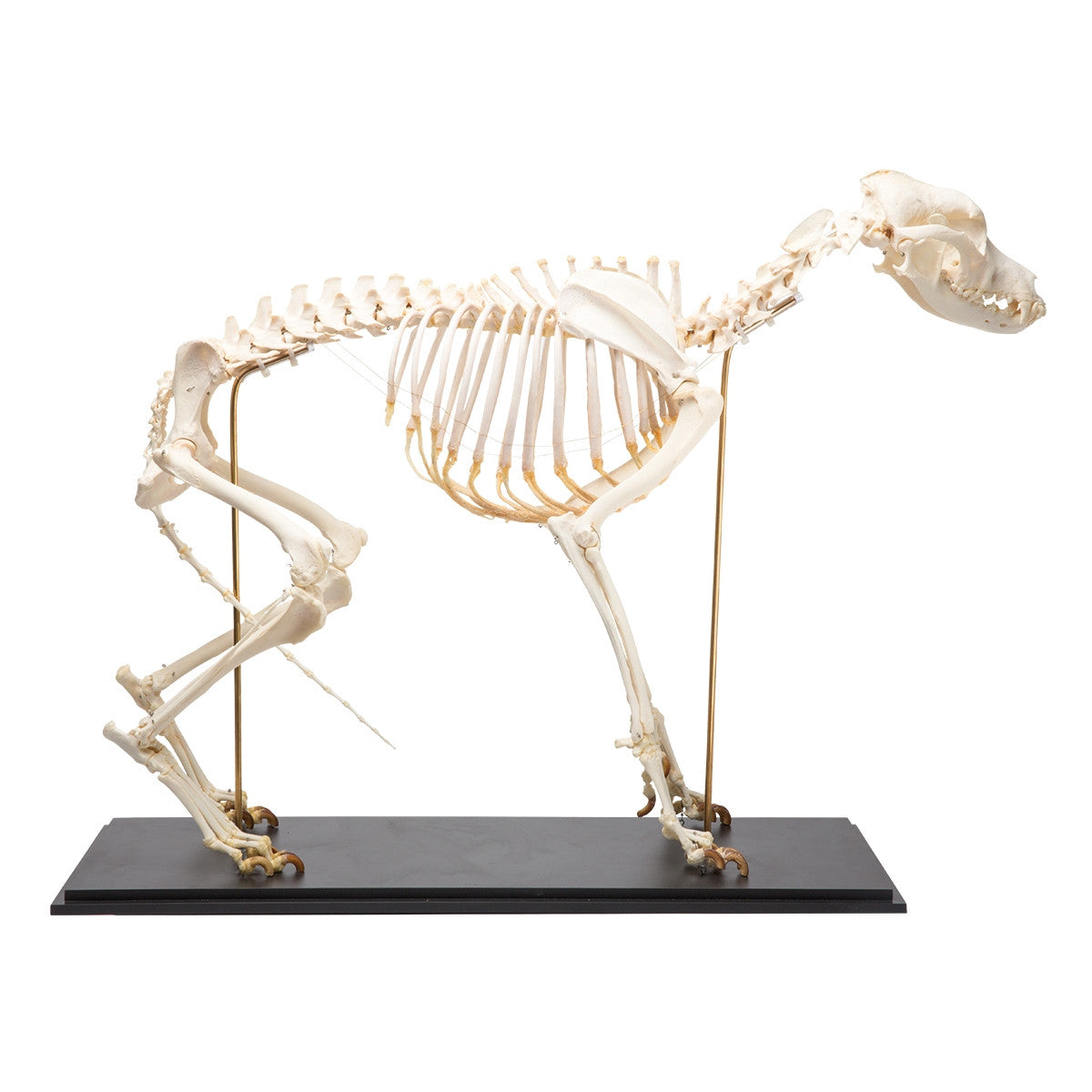 Dog Skeleton (Canis Lupus Familiaris, Large)