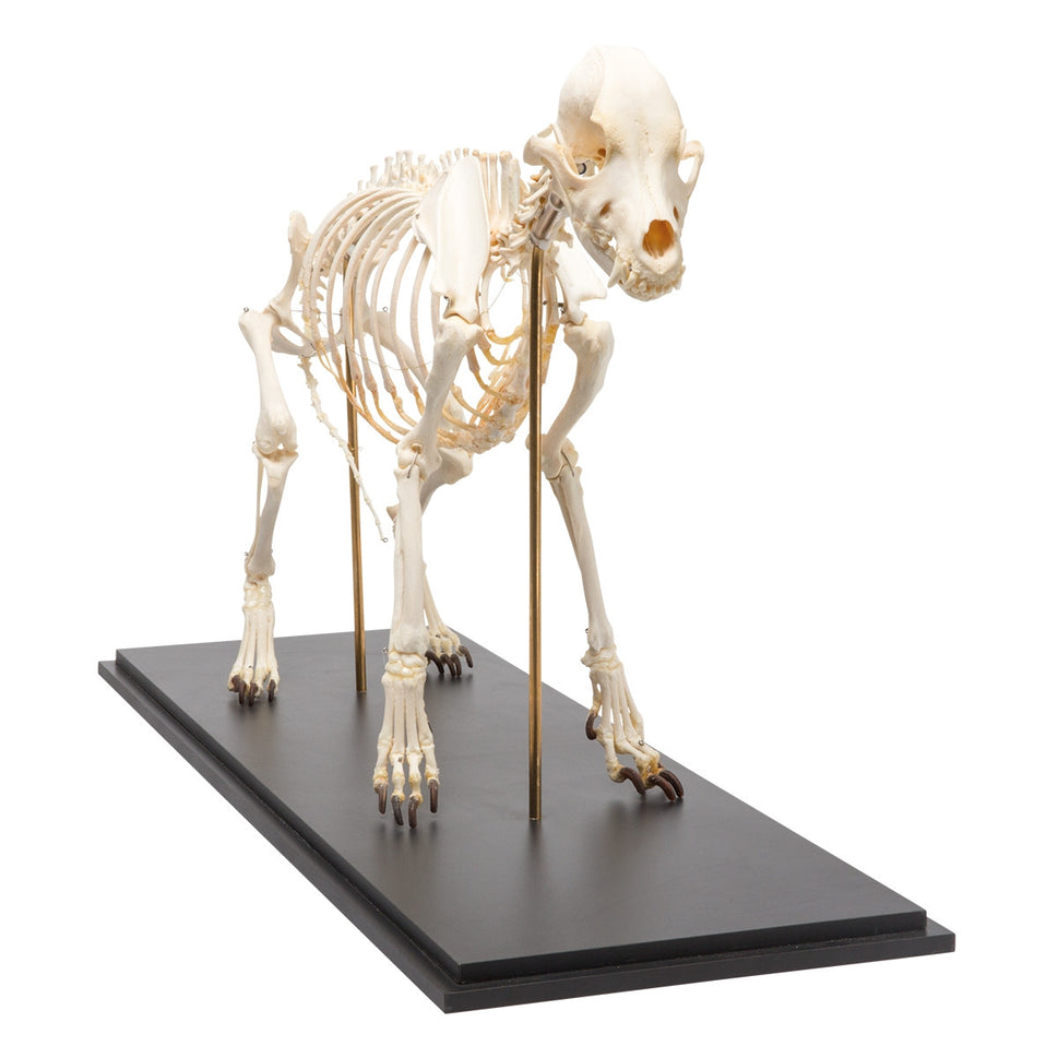 Dog Skeleton (Canis Lupus Familiaris, Large)