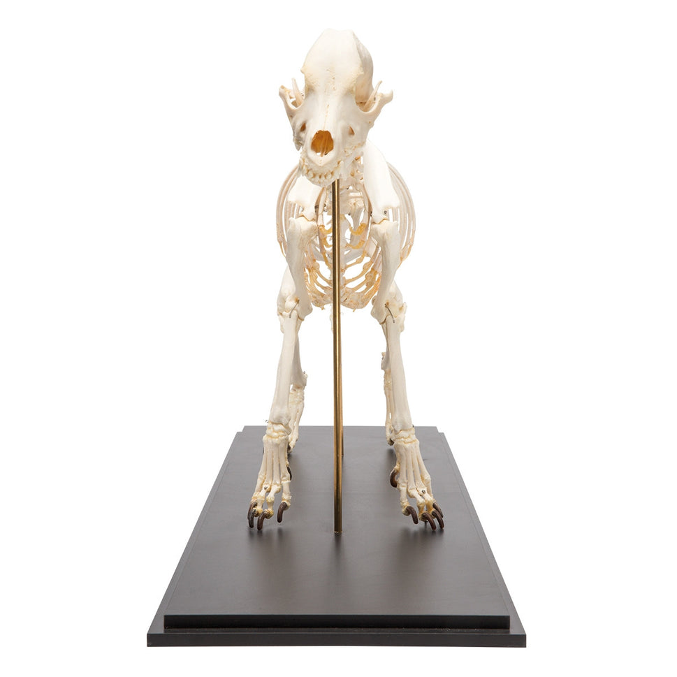 Dog Skeleton (Canis Lupus Familiaris, Large)