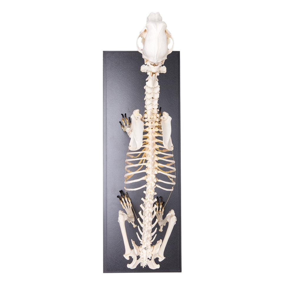 Dog Skeleton (Canis Lupus Familiaris, Large)