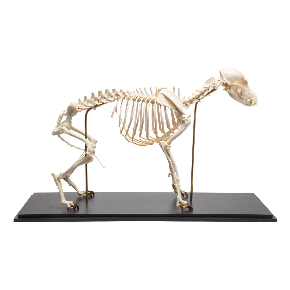 Dog Skeleton (Canis Lupus Familiaris, Medium)