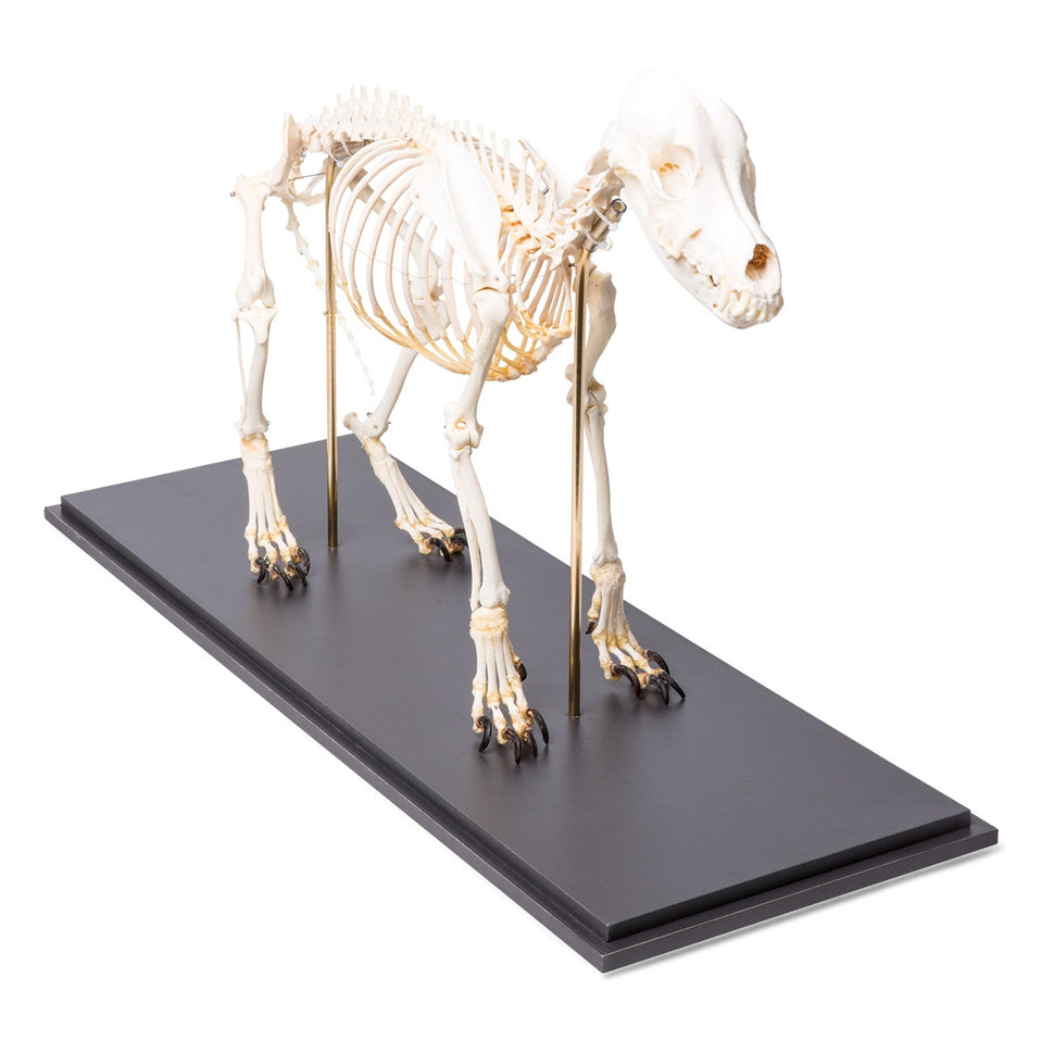 Dog Skeleton (Canis Lupus Familiaris, Medium)