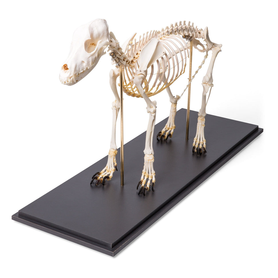 Dog Skeleton (Canis Lupus Familiaris, Medium)