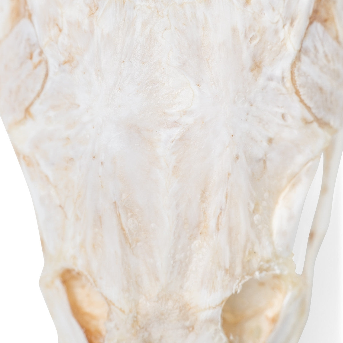 Carp Head (Cyprinus Carpio)