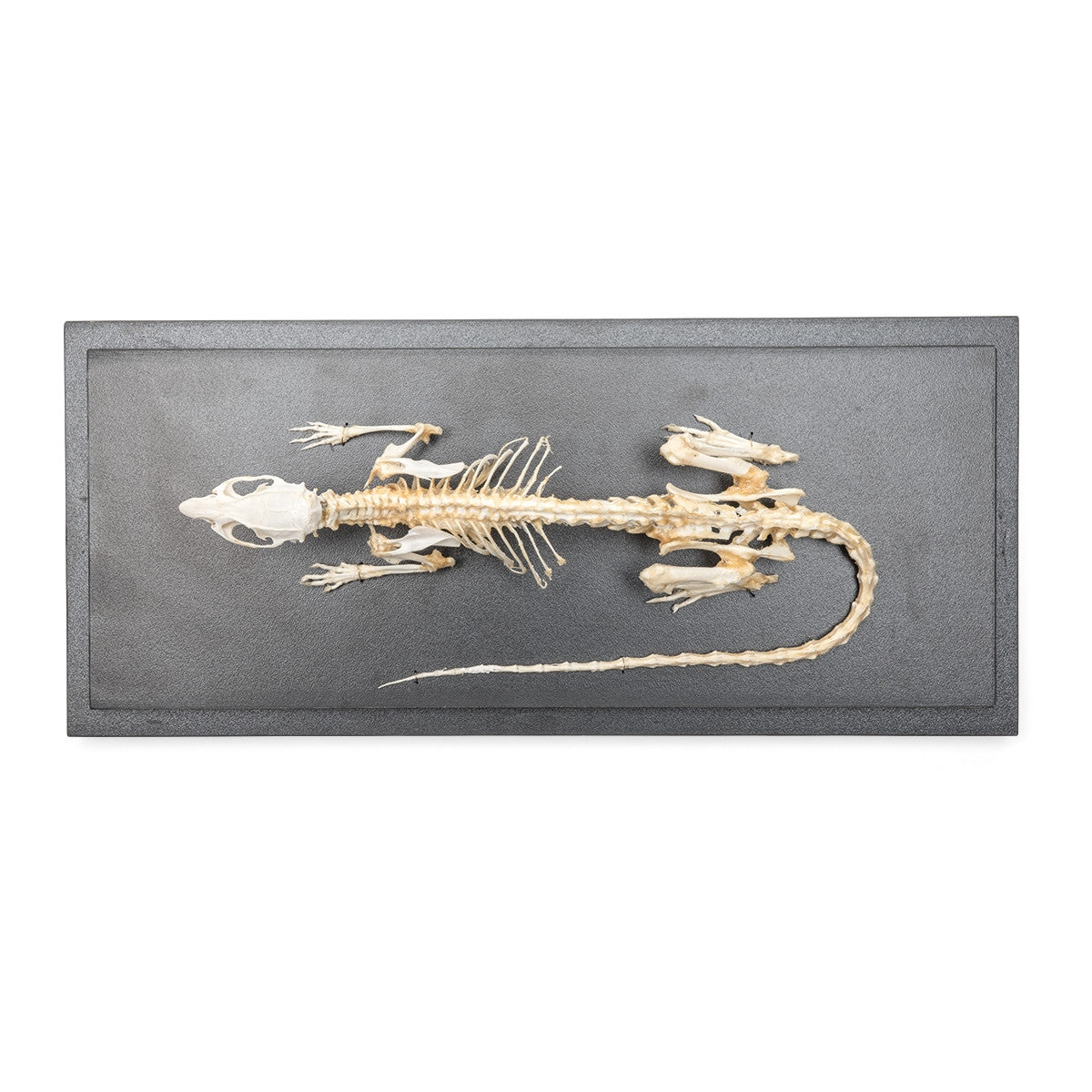 Rat Skeleton (Rattus Rattus)