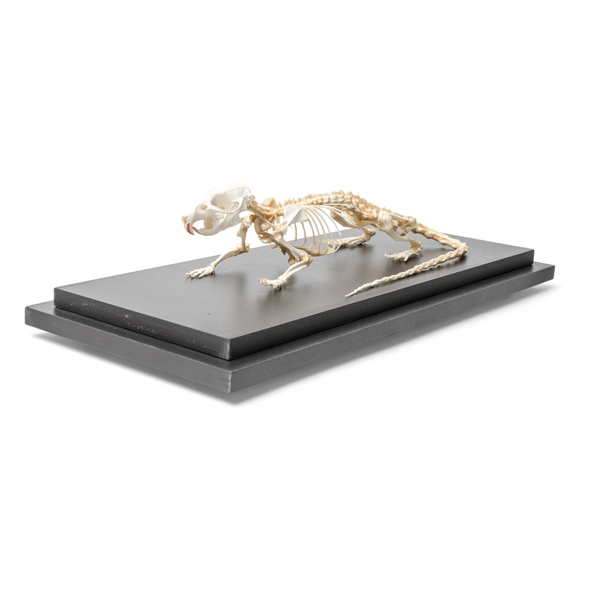 Rat Skeleton (Rattus Rattus)