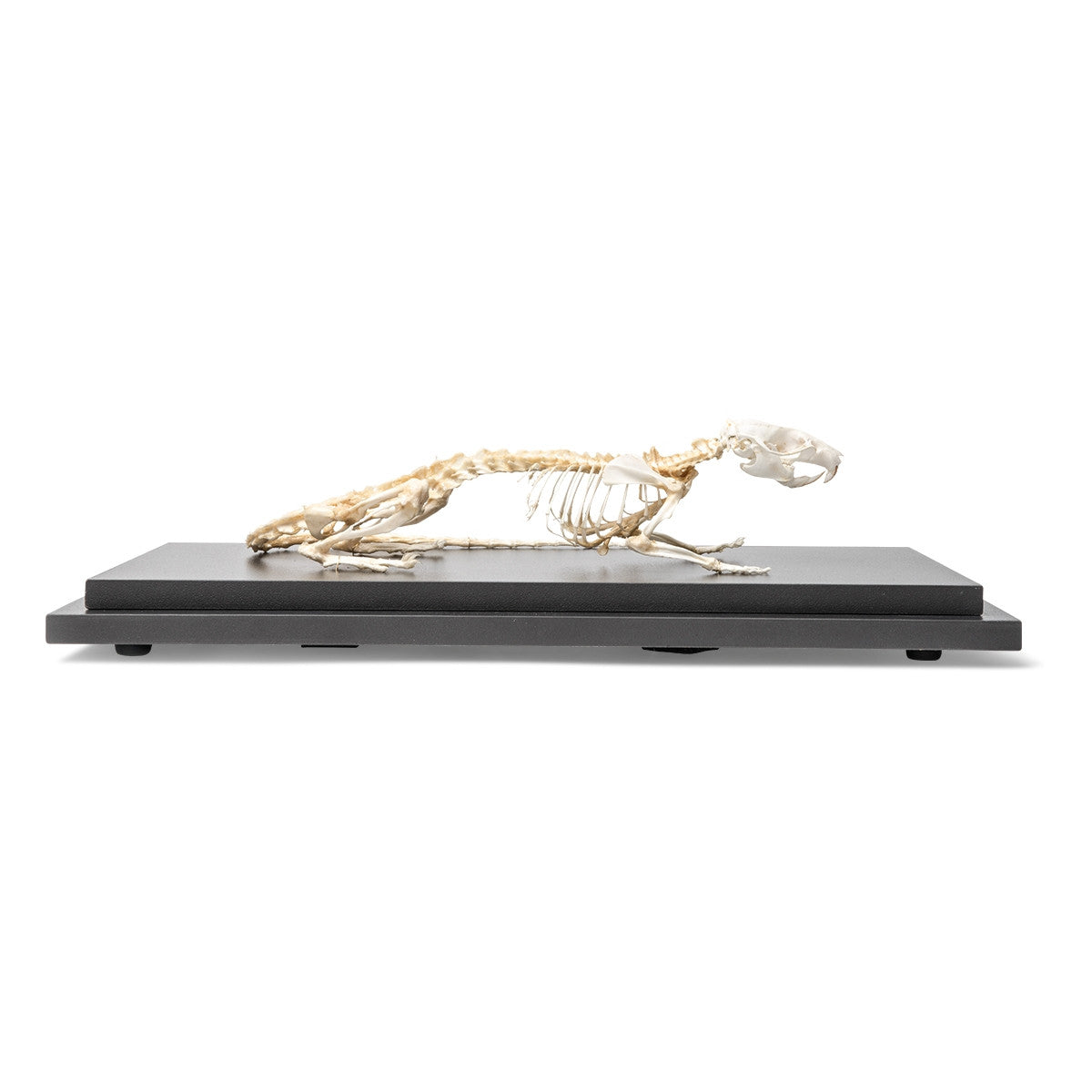 Rat Skeleton (Rattus Rattus)