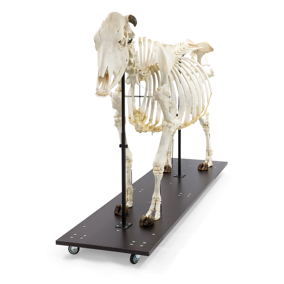 Cow Skeleton (Bos Taurus)