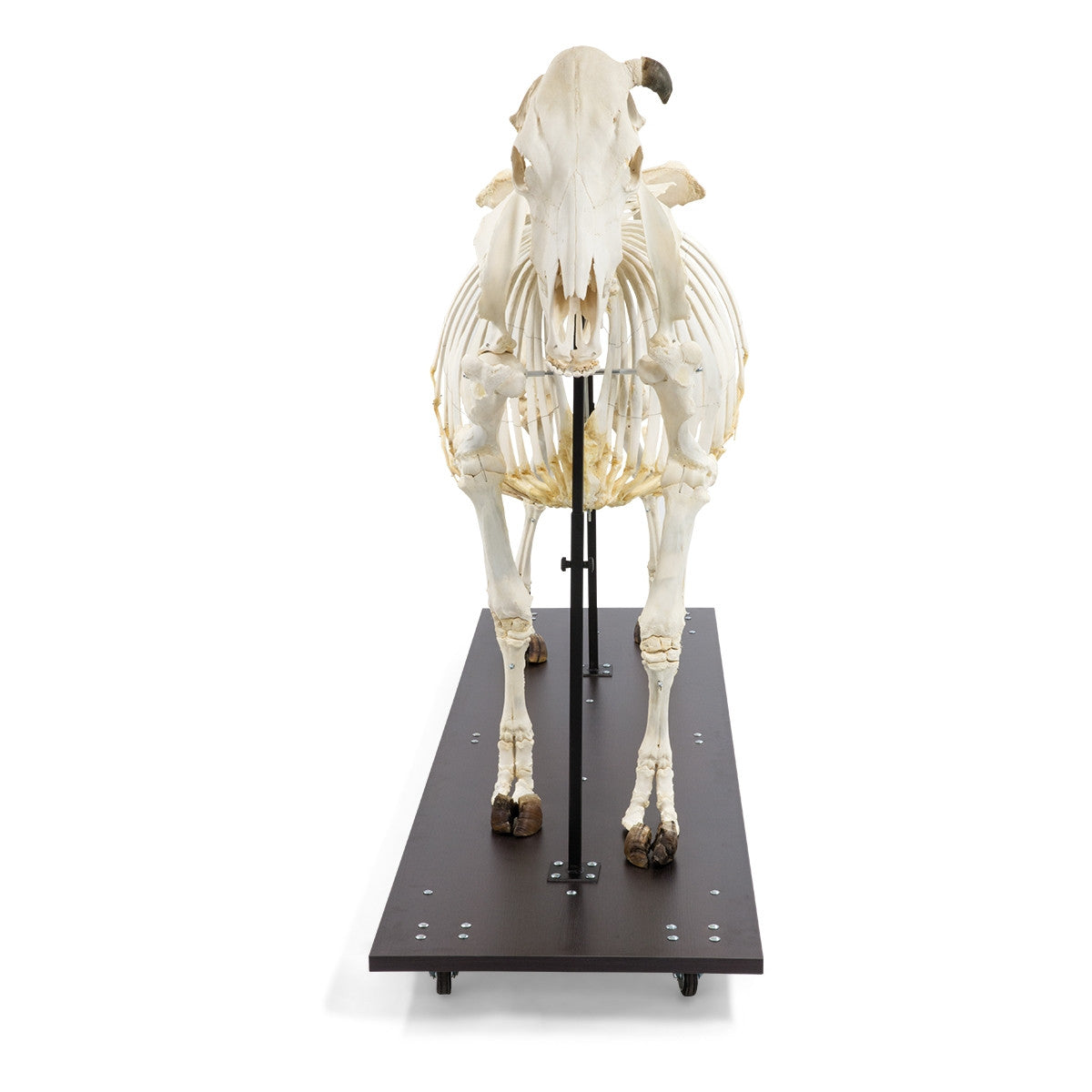 Cow Skeleton (Bos Taurus)