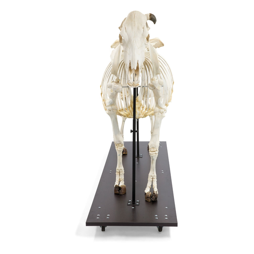 Cow Skeleton (Bos Taurus)