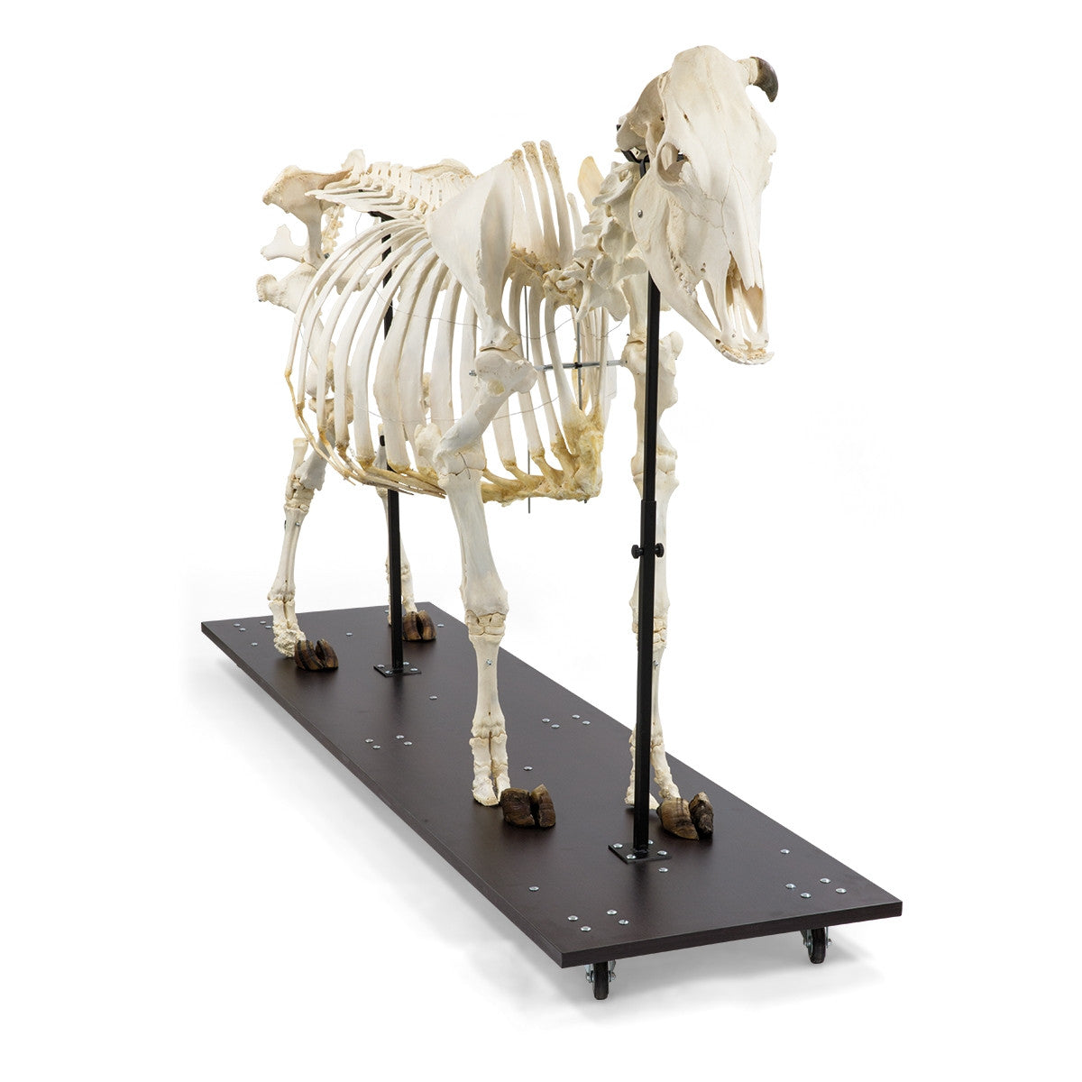 Cow Skeleton (Bos Taurus)