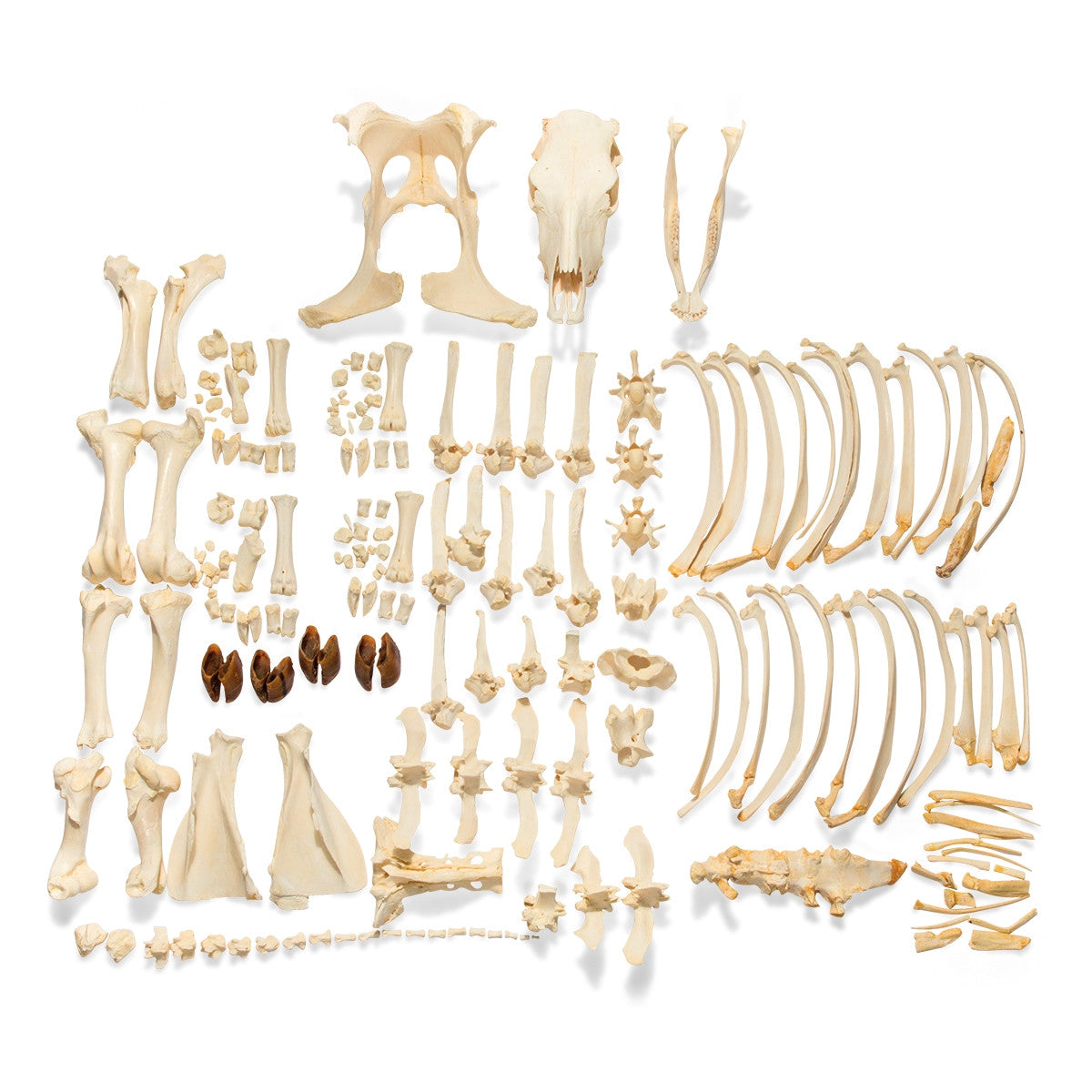 Disarticulated Bovine Skeleton (Bos Taurus)