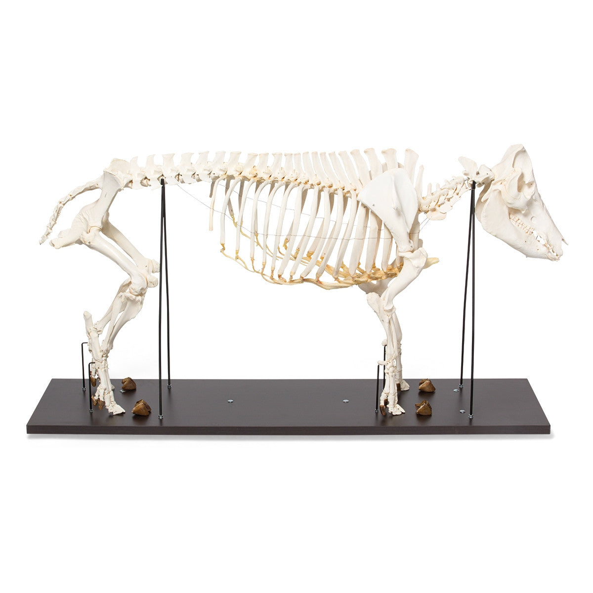 Pig Skeleton (Sus Scrofa domesticus)