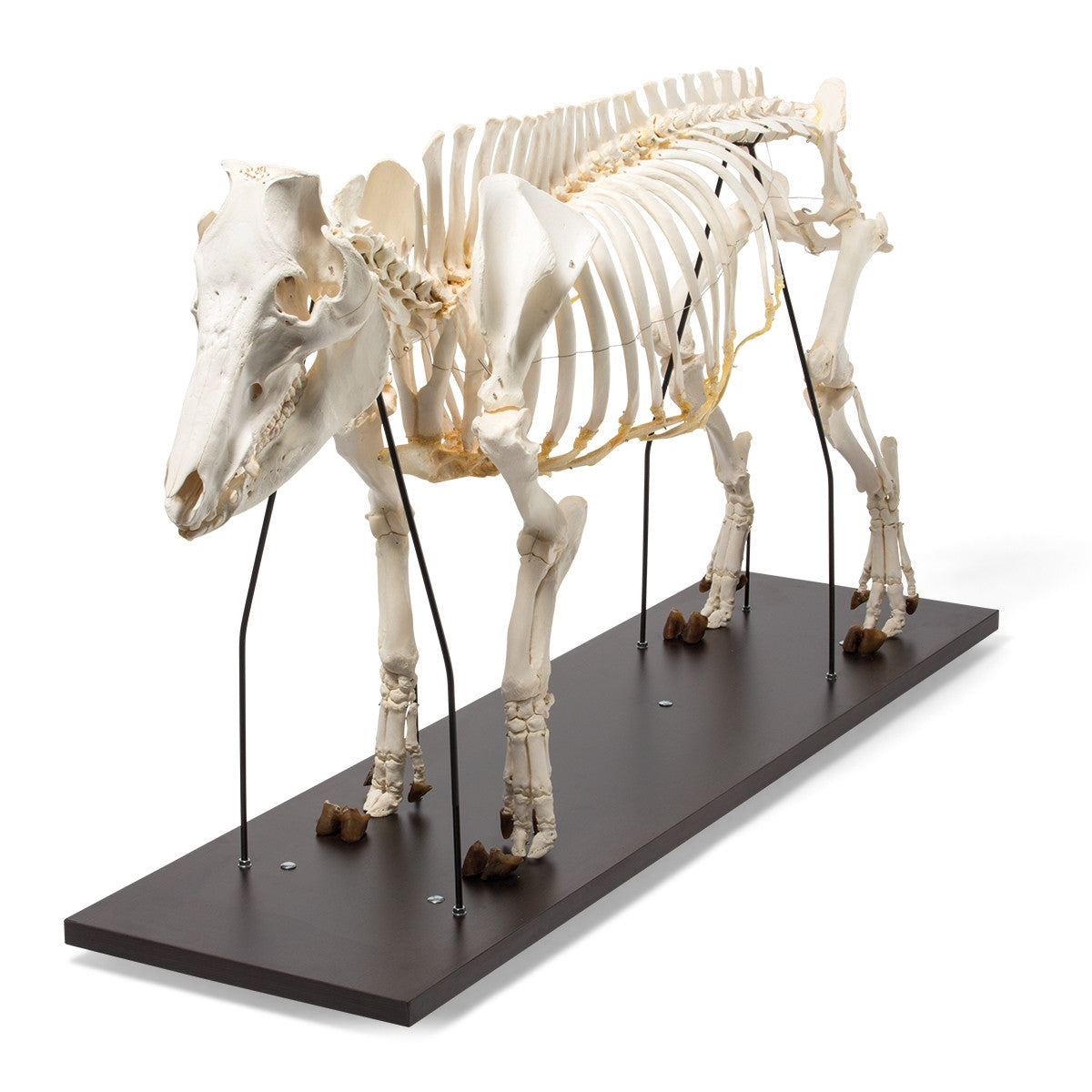 Pig Skeleton (Sus Scrofa domesticus)