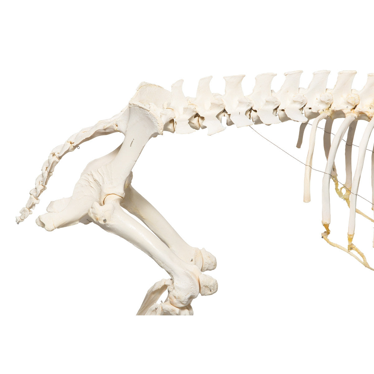 Pig Skeleton (Sus Scrofa domesticus)