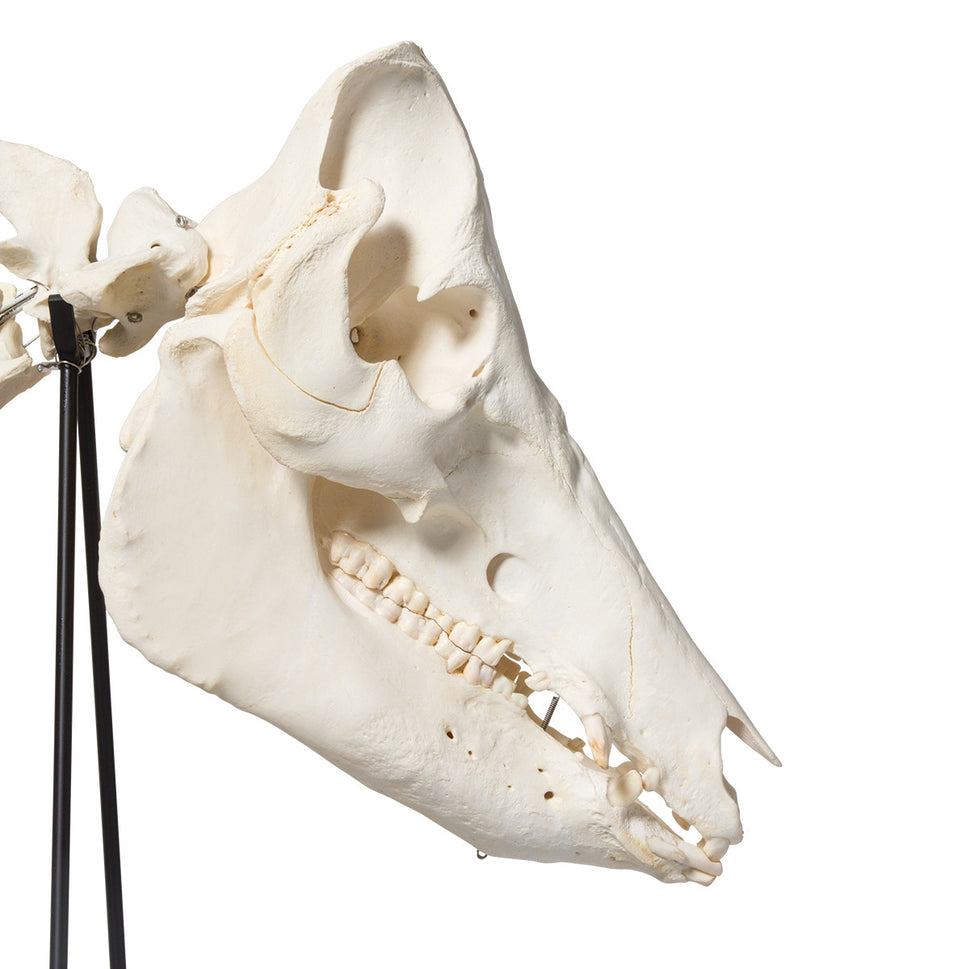 Pig Skeleton (Sus Scrofa domesticus)