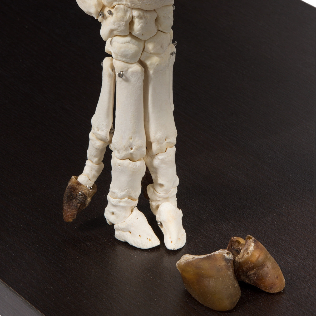Pig Skeleton (Sus Scrofa domesticus)